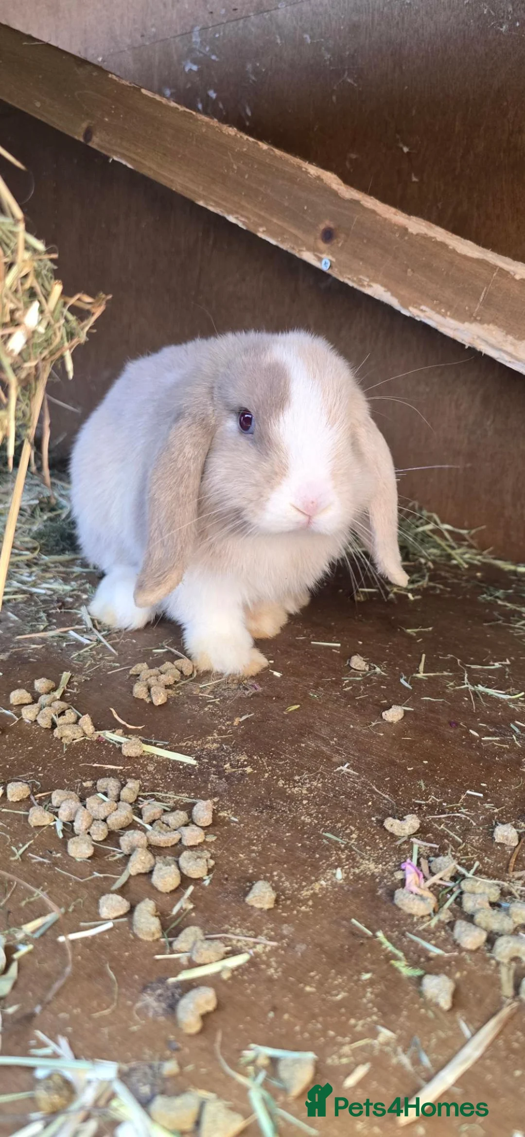 Mini Lop rabbits for sale: Mini lop bunny  - Advert 2