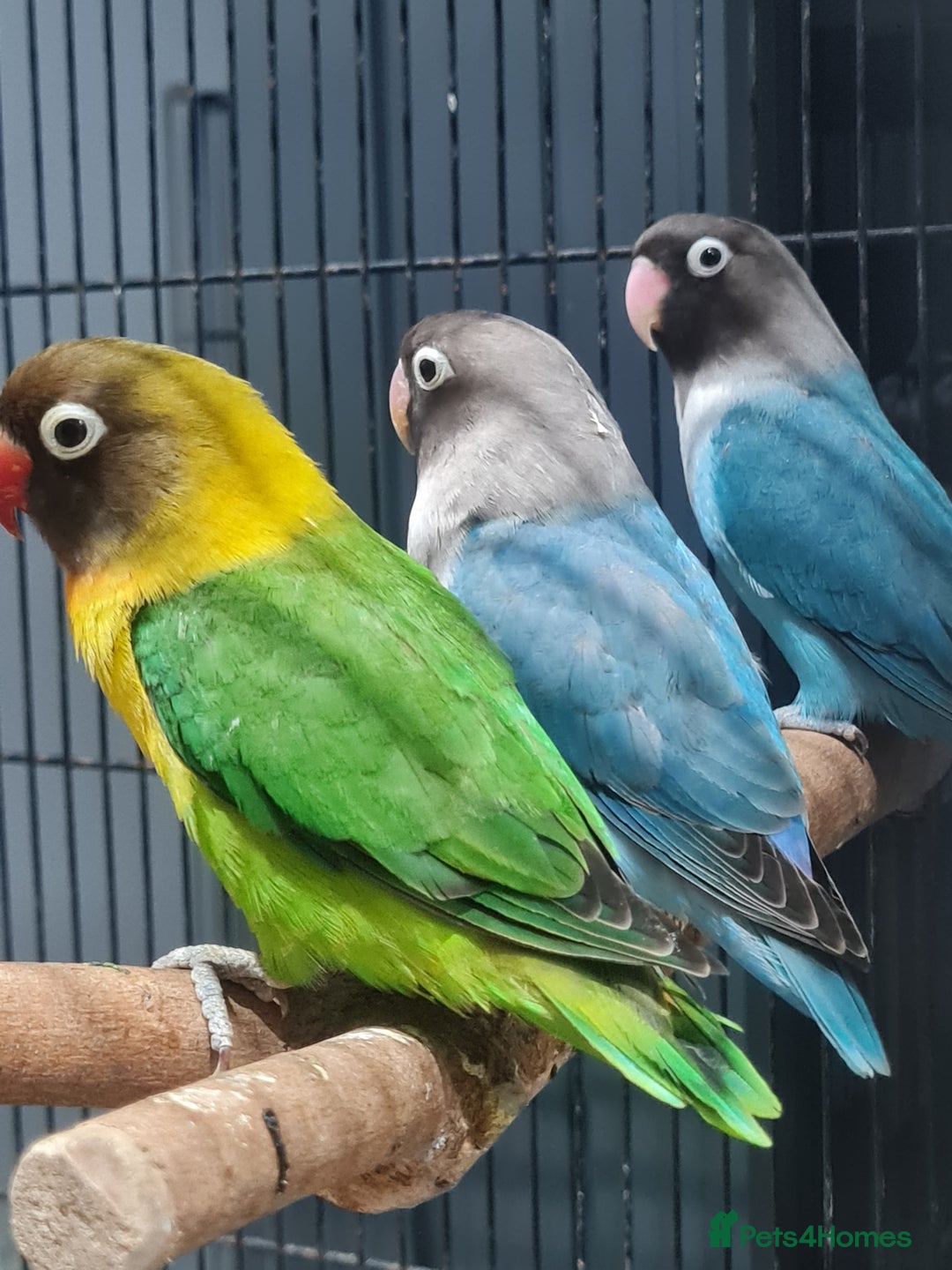 Lovebirds birds for sale: Fishers Lovebirds  - Image 3