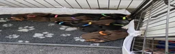 Dobermann dogs for sale: Doberman puppies - Advert 2