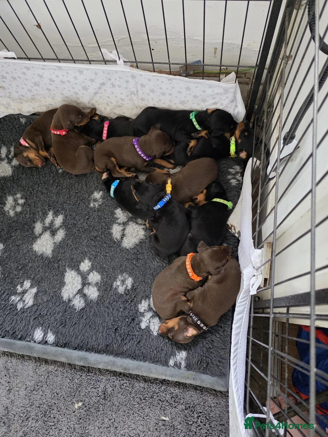 Dobermann dogs for sale: Doberman puppies - Advert 2