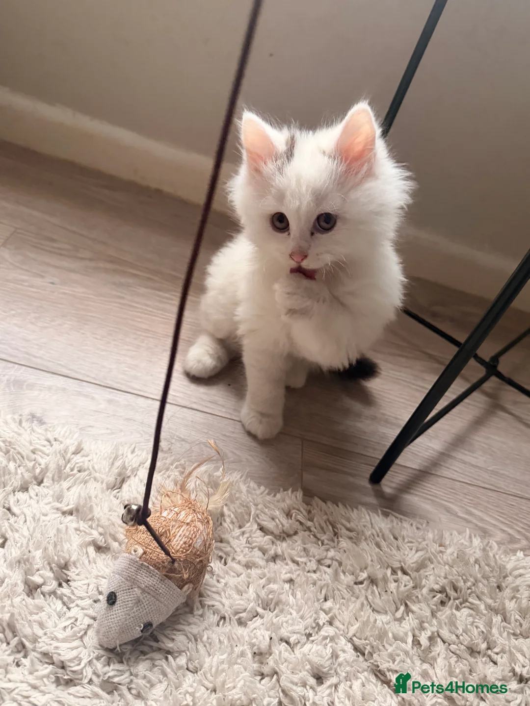 Mixed Breed cats for sale: 1 boy and 1 girl kitten 8 weeks old - Advert 6