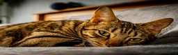 Bengal cats for sale: 1 year old Bengal boy - Advert 2
