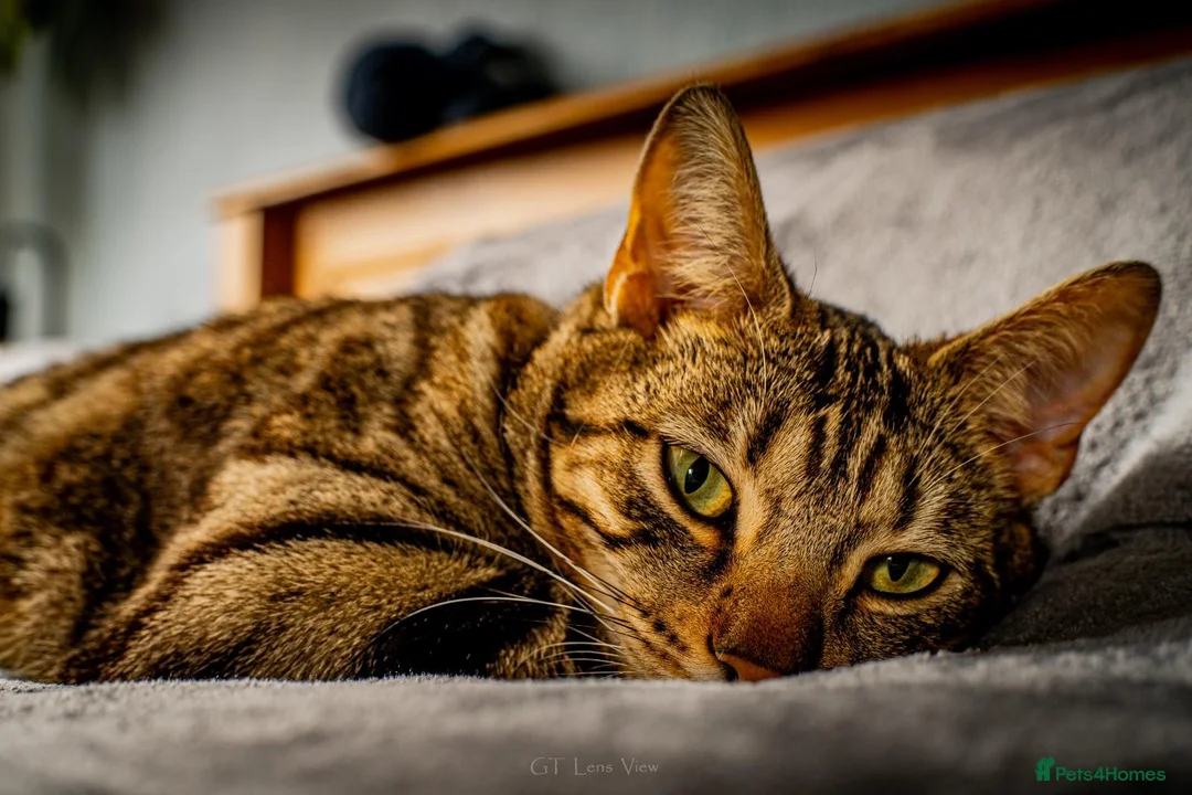 Bengal cats for sale: 1 year old Bengal boy - Advert 2