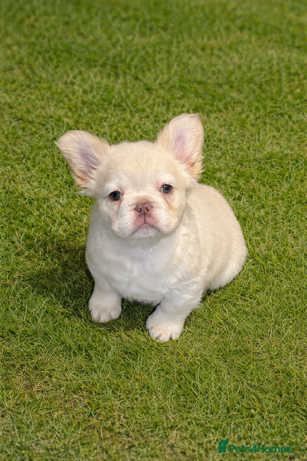 French Bulldog dogs LAST FEMALE LEFT fluffy french bulldogs - Advert 19