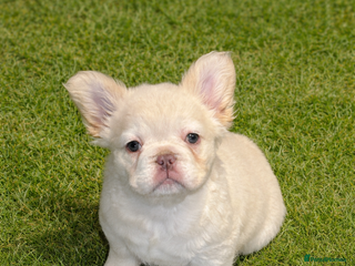 French Bulldog dogs LAST FEMALE LEFT fluffy french bulldogs - Advert 19