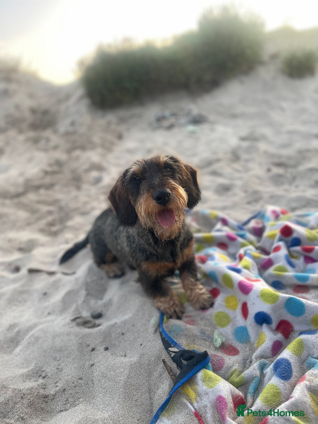 Dachshund dogs for sale:  Miniature Wirehaired Dachshund  puppies  - Advert 8