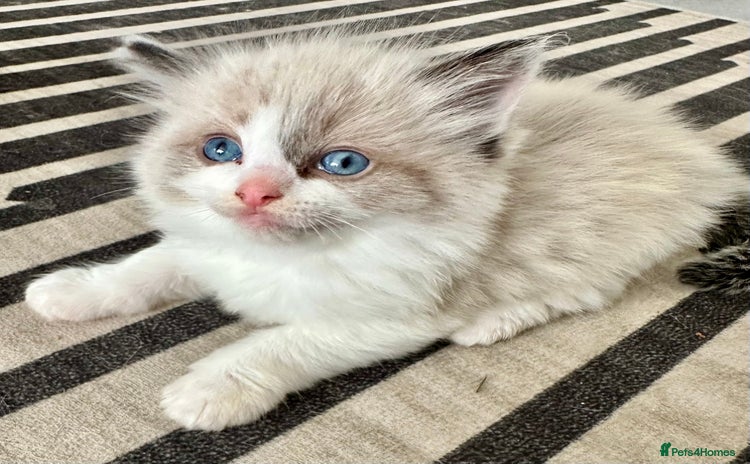 Ragdoll cats - Advert 11