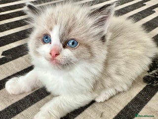 Ragdoll cats 🎀 RARE CHAMP BLOODLINE BI HIGH WHITE RAGDOLLS 🎀 - Advert 15