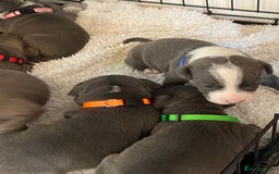 Staffordshire Bull Terrier dogs for sale: 7 beautiful blue Staffordshire bull terriers - Advert 5