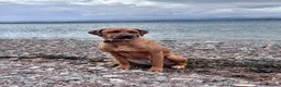 Rhodesian Ridgeback dogs for sale: Looking for new home for Nala - Advert 10