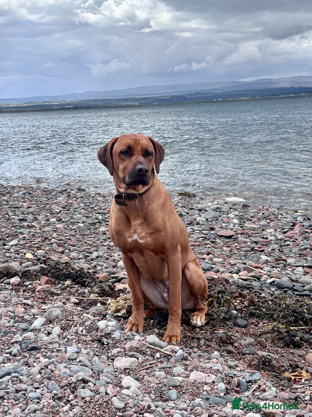 Rhodesian Ridgeback dogs for sale: Looking for new home for Nala - Advert 10