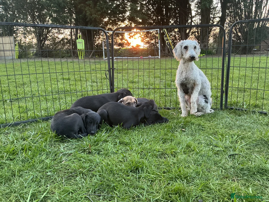 Mixed Breed dogs for sale: Beddy whippet puppies for sale. Ready now - Advert 2