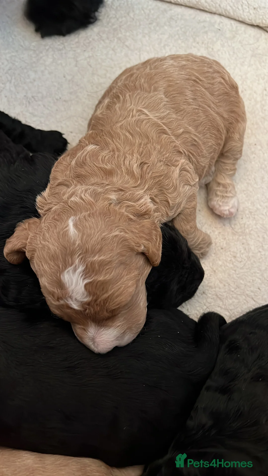 Cockapoo dogs for stud: T2 Cockerpoo for Stud - Advert 13