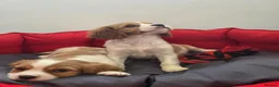 Cavalier King Charles Spaniel dogs for sale: Friendly and playful Cavalier Puppies - Advert 18
