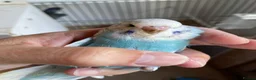 Budgerigars birds for sale: Tame baby budgies - Advert 16
