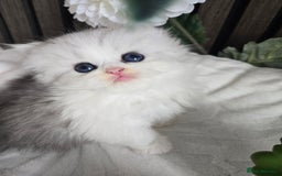 Persian cats for sale: 😻 Persian chinchilla kittens 😻 - Image 7