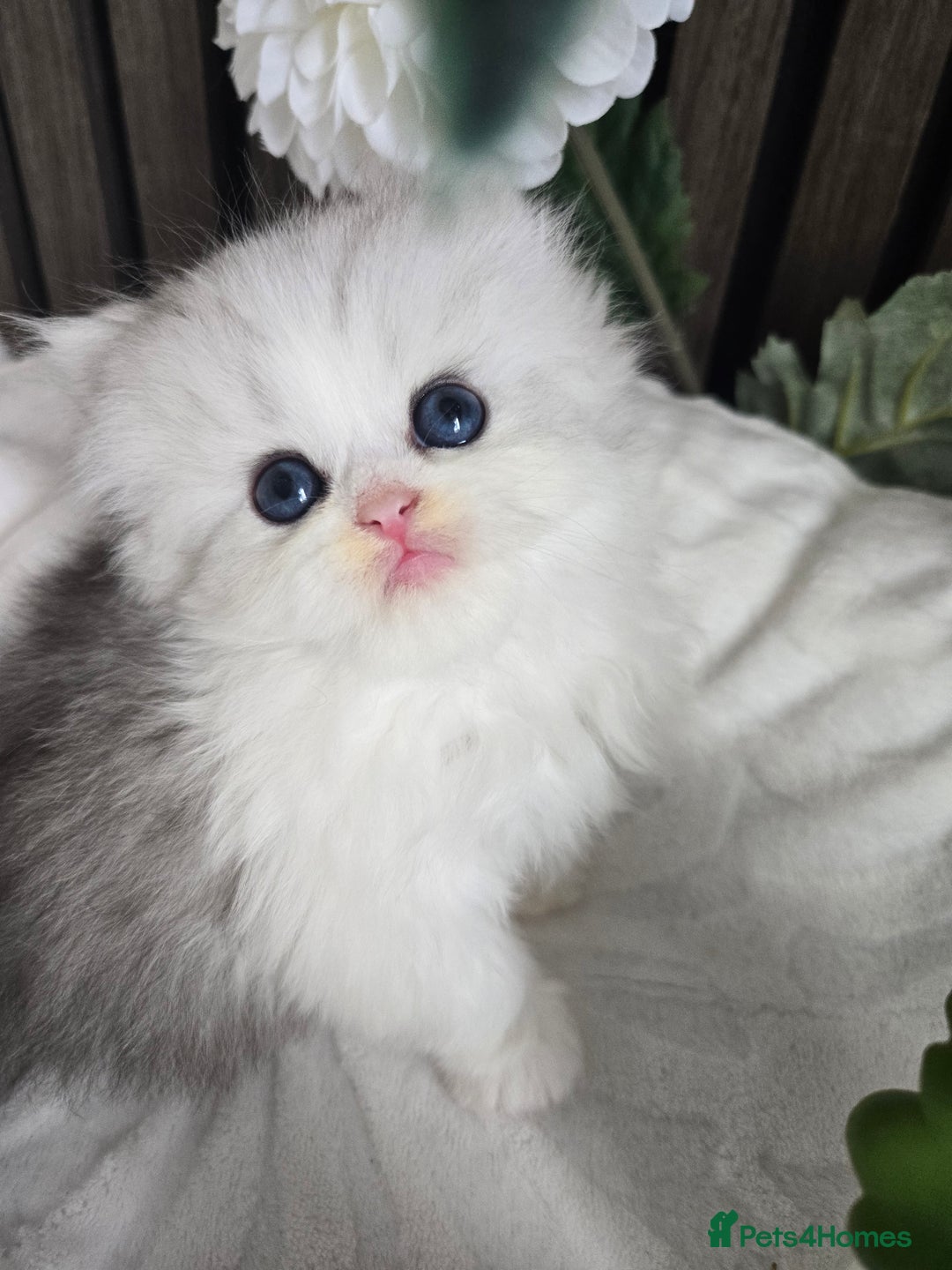 Persian cats for sale: 😻 Persian chinchilla kittens 😻 - Image 7