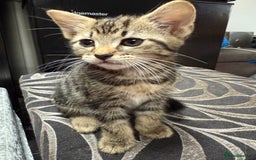 Mixed Breed cats for sale: Kittens  - Image 5
