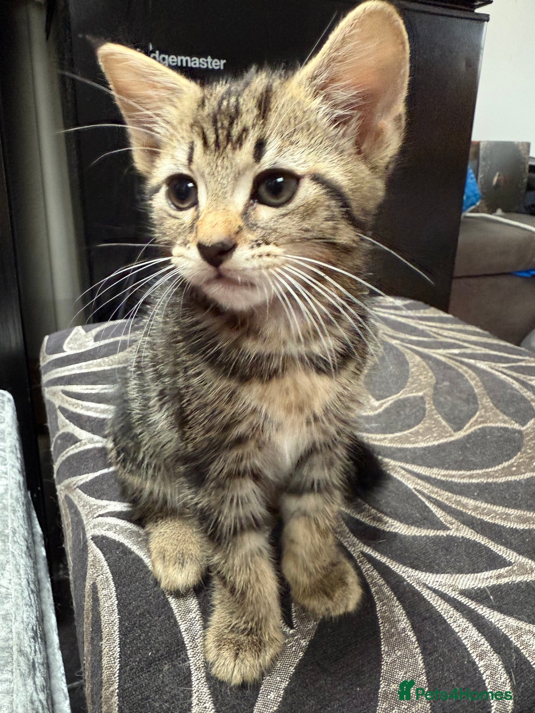 Mixed Breed cats for sale: Kittens  - Image 5