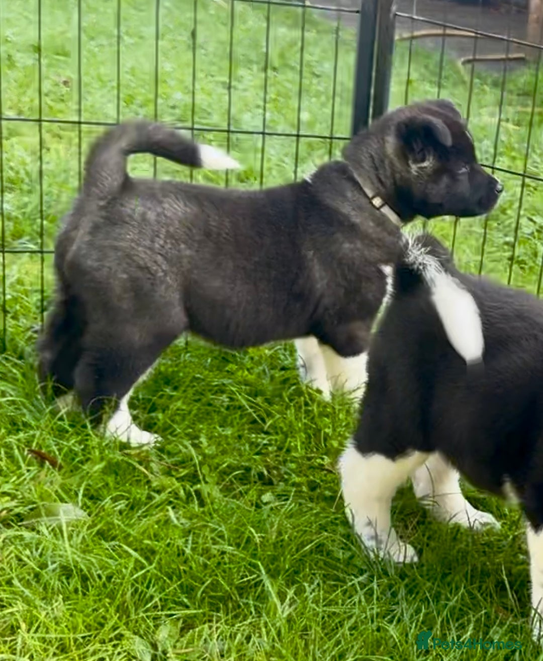 Akita dogs for sale: Quality KC Registered American Akita Puppies - Image 32