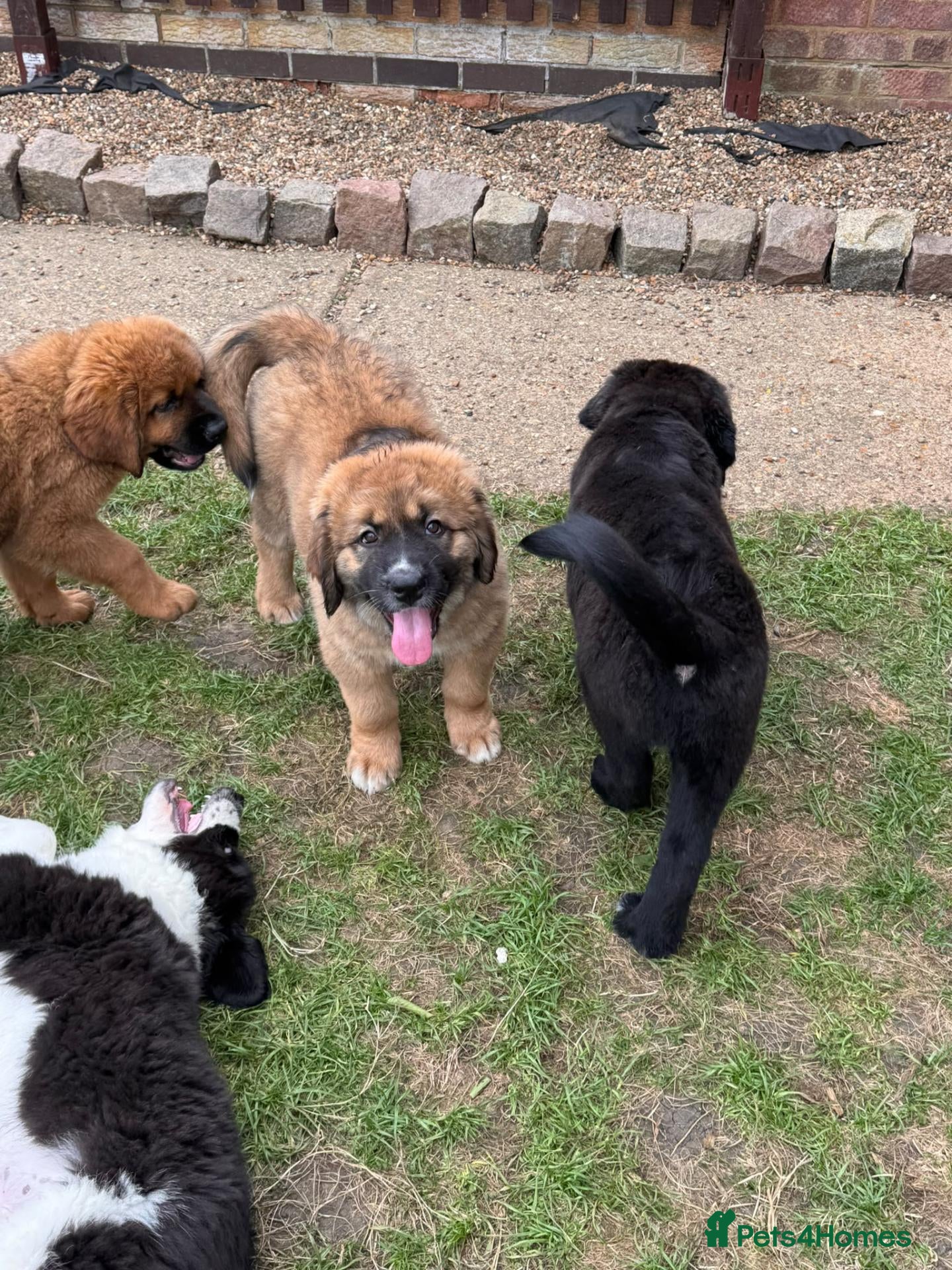 Mixed Breed dogs Last Few Tibetan Saint Puppies 2nd Gen - Advert 2
