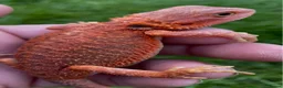Bearded Dragon reptiles for sale: Bearded Dragon 5* Licensed Breeder Red Orange Blue in Castle Cary - Advert 4