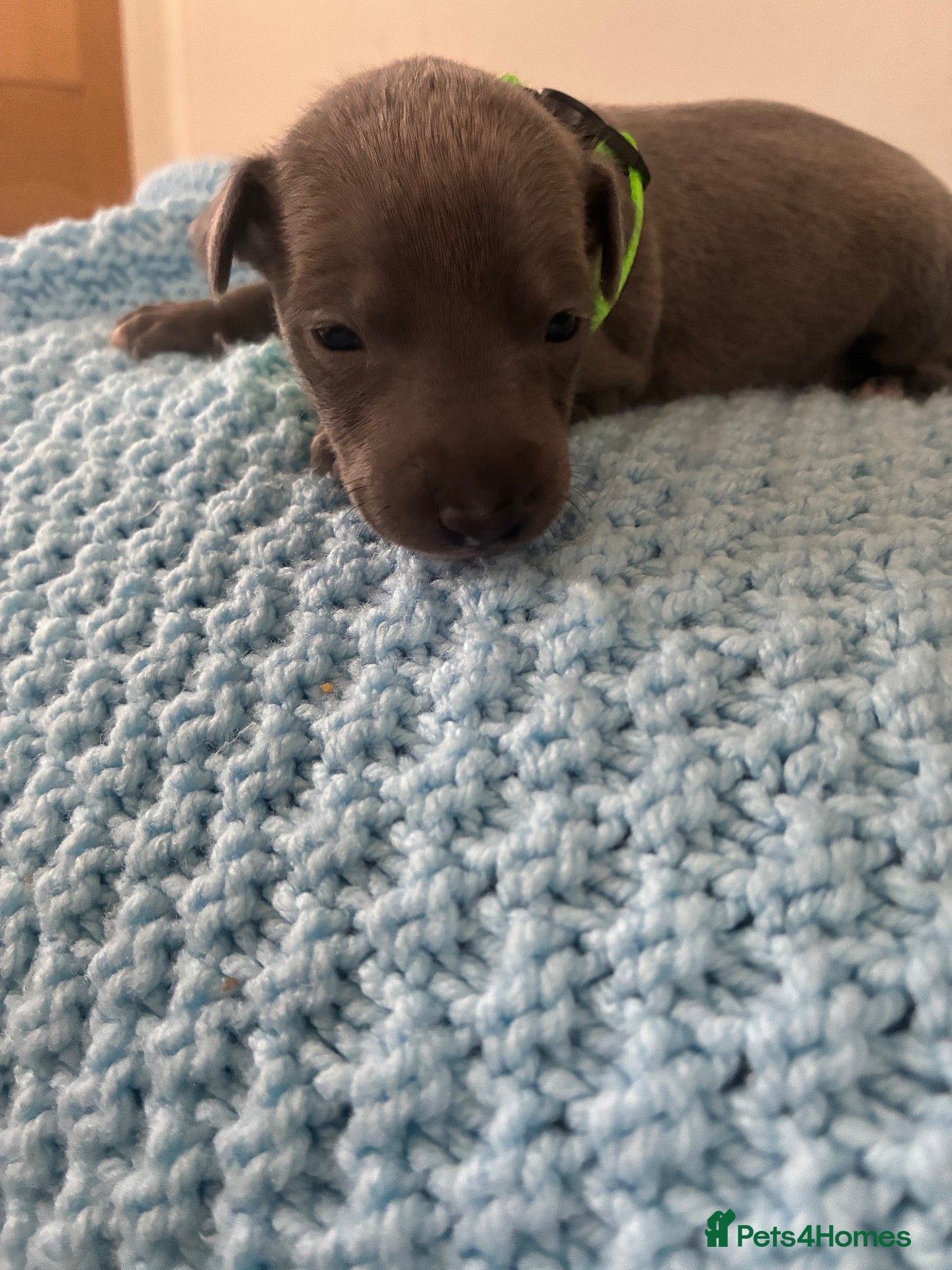Whippet dogs Blue whippet puppies 💙🏡 - Advert 13