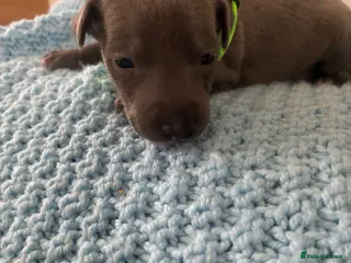 Whippet dogs Blue whippet puppies 💙🏡 - Advert 13
