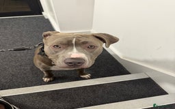 Mixed Breed dogs for sale: Loving home for Storm - Image 5