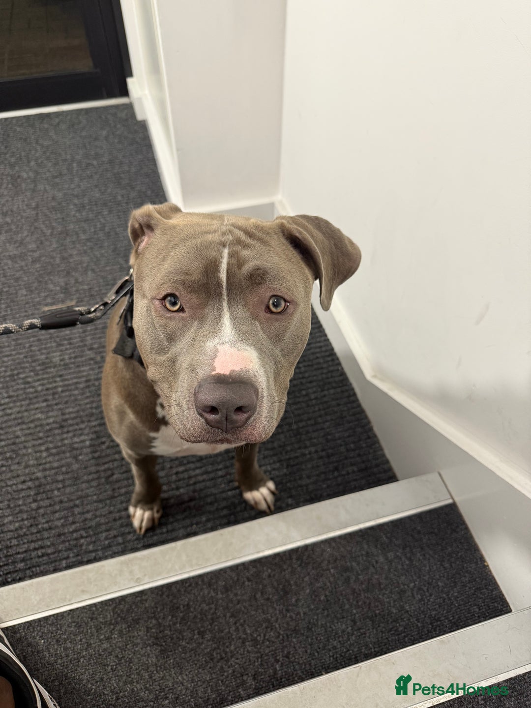 Mixed Breed dogs for sale: Loving home for Storm - Image 5
