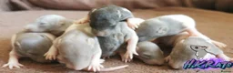 Rat rodents for sale: Dumbo Rats or Top eared. - Advert 3