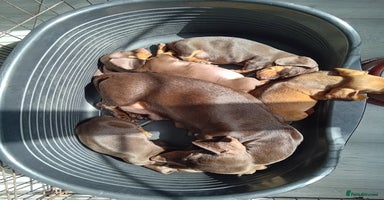Miniature Dachshund dogs in Diss - Advert 14