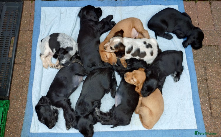 Cocker Spaniel dogs - Advert 1