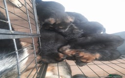 German Shepherd dogs for sale: Beautiful German shepherd pups - Image 1