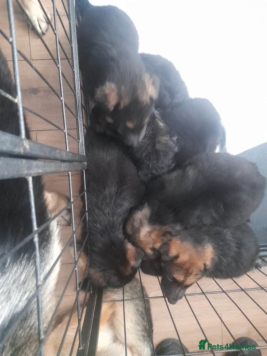 German Shepherd dogs for sale: Beautiful German shepherd pups - Image 1