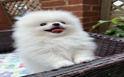 Pomeranian dogs for sale: Pom bears looking for loving homes❤️ - Image 30