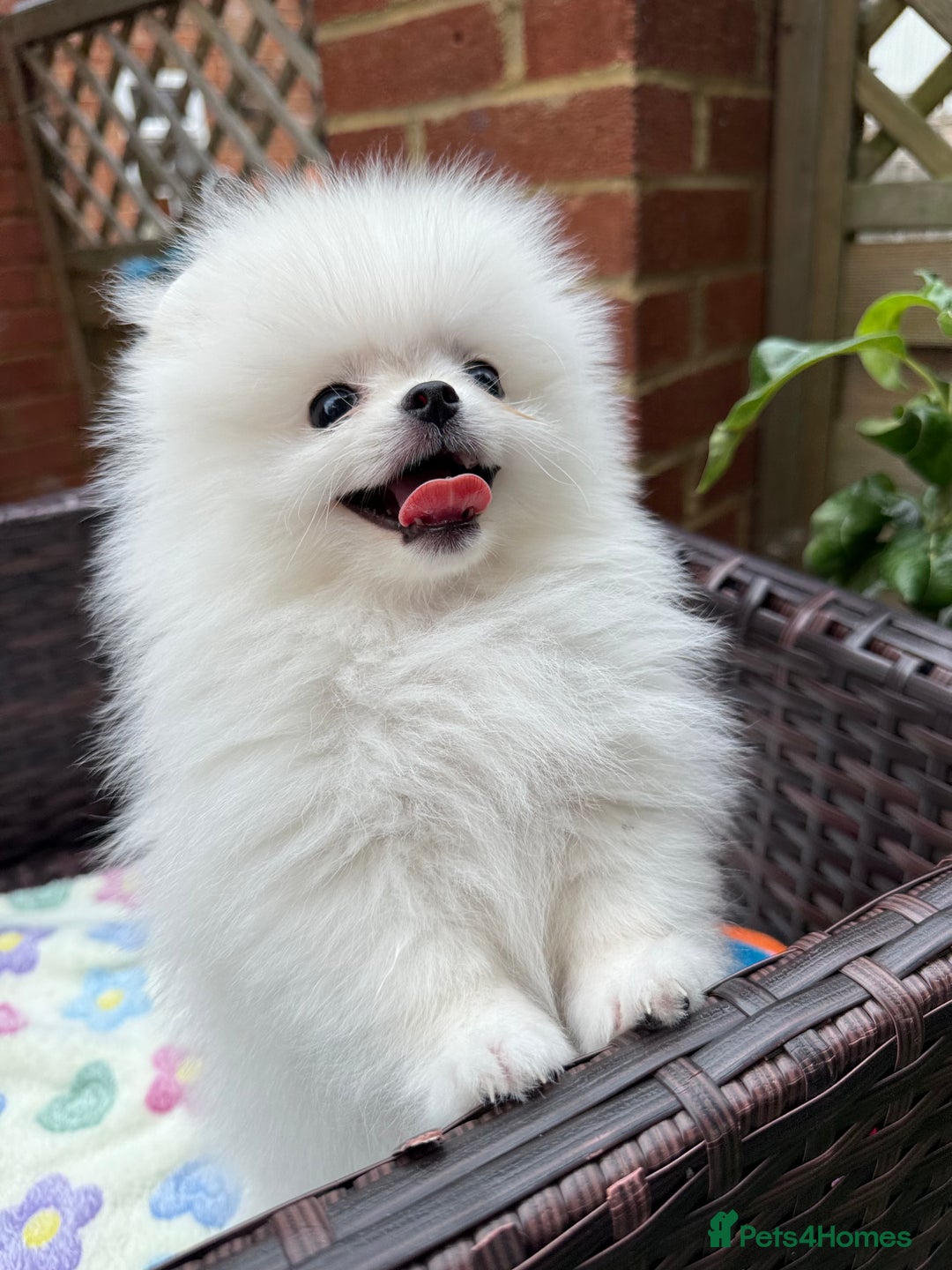 Pomeranian dogs for sale: Pom bears looking for loving homes❤️ - Image 30