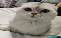 British Shorthair cats for sale: Beautiful British Shorthair Queen - Image 7