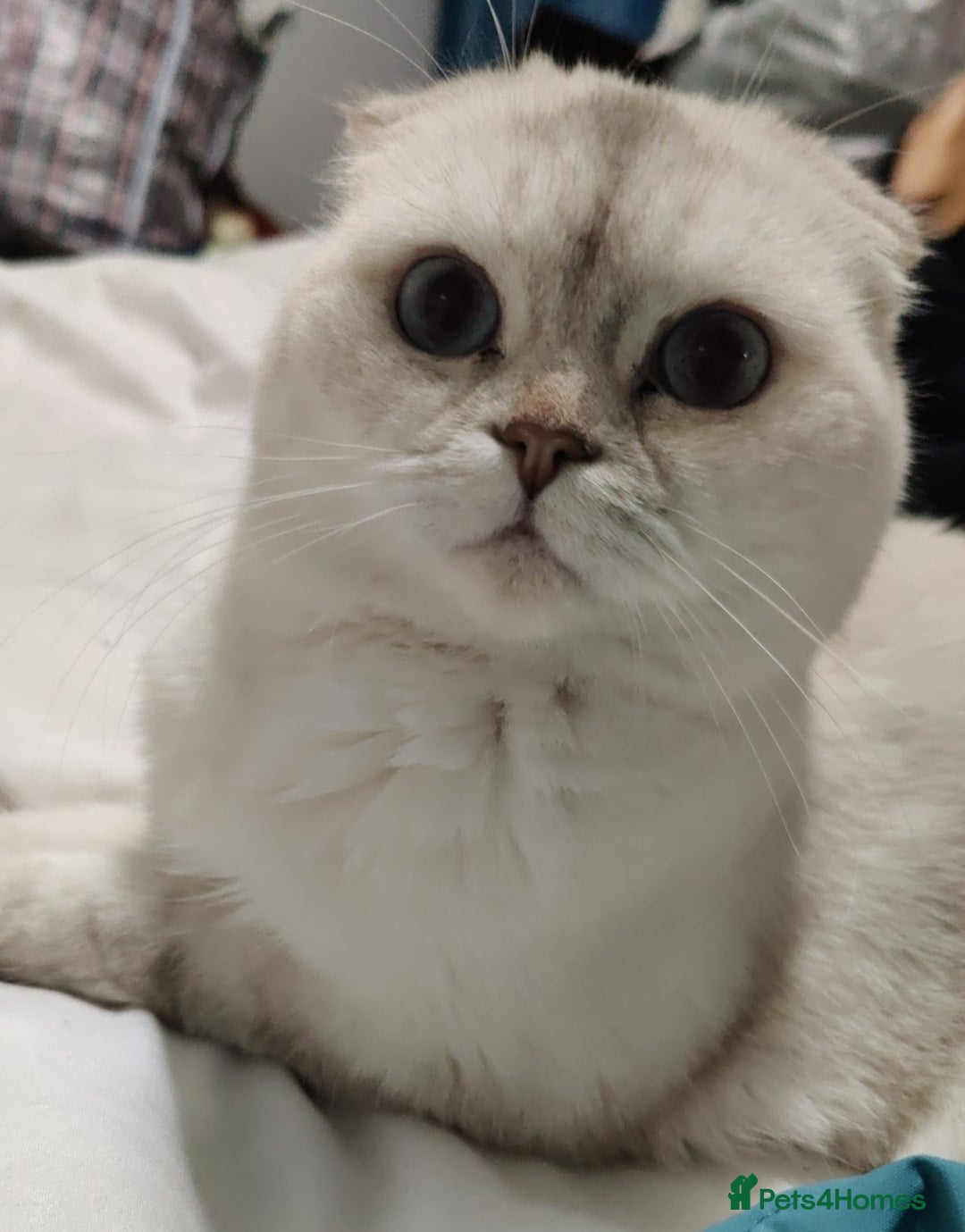 British Shorthair cats for sale: Beautiful British Shorthair Queen - Image 7