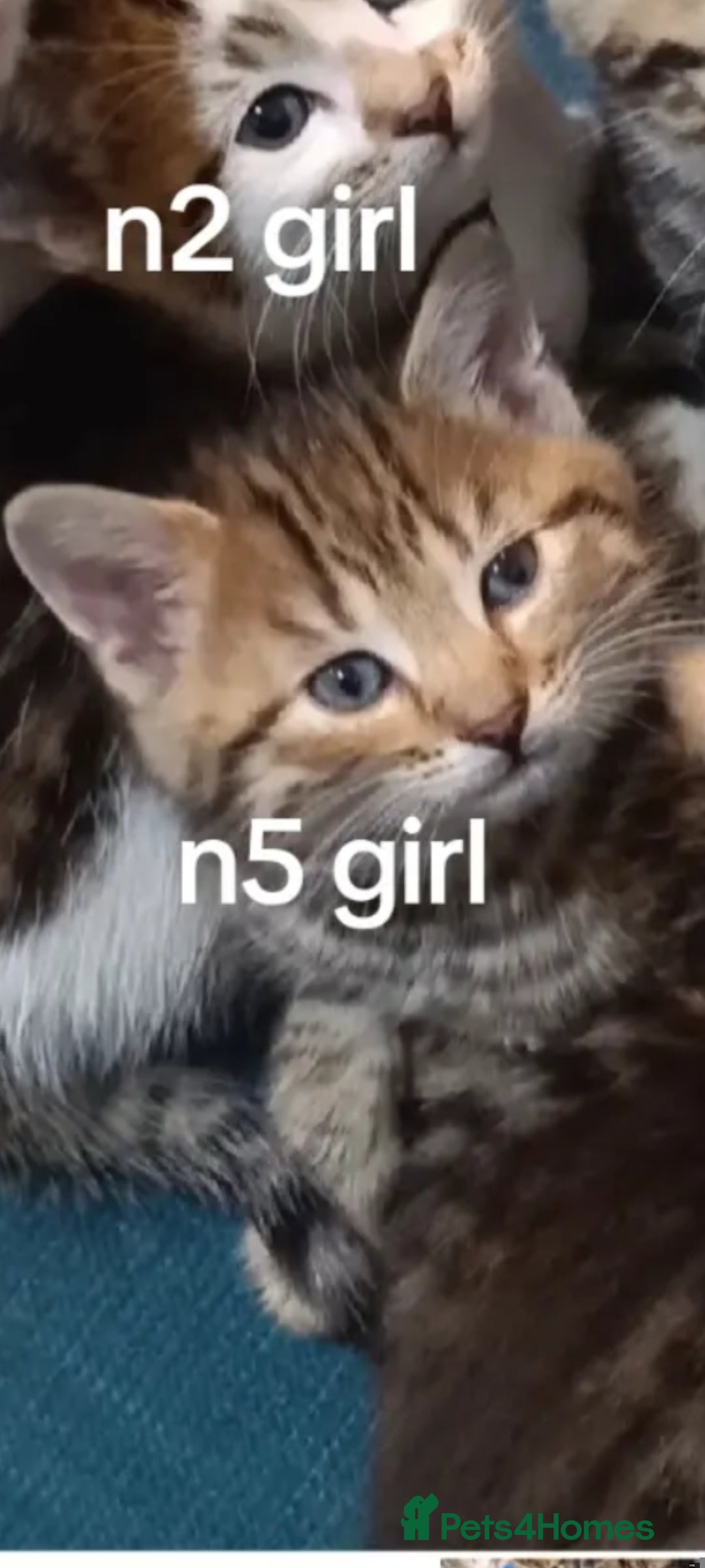 Toybob cats cat kittin  - Advert 1