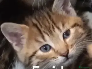 Toybob cats cat kittin - Advert 1