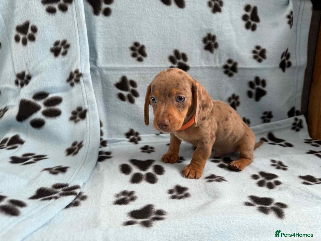 Miniature Dachshund dogs for sale: Gorgeous miniature dachshund puppies - Image 5
