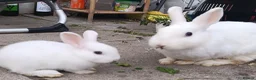 Dutch rabbits for sale: Darling Beautiful Girl - Advert 10