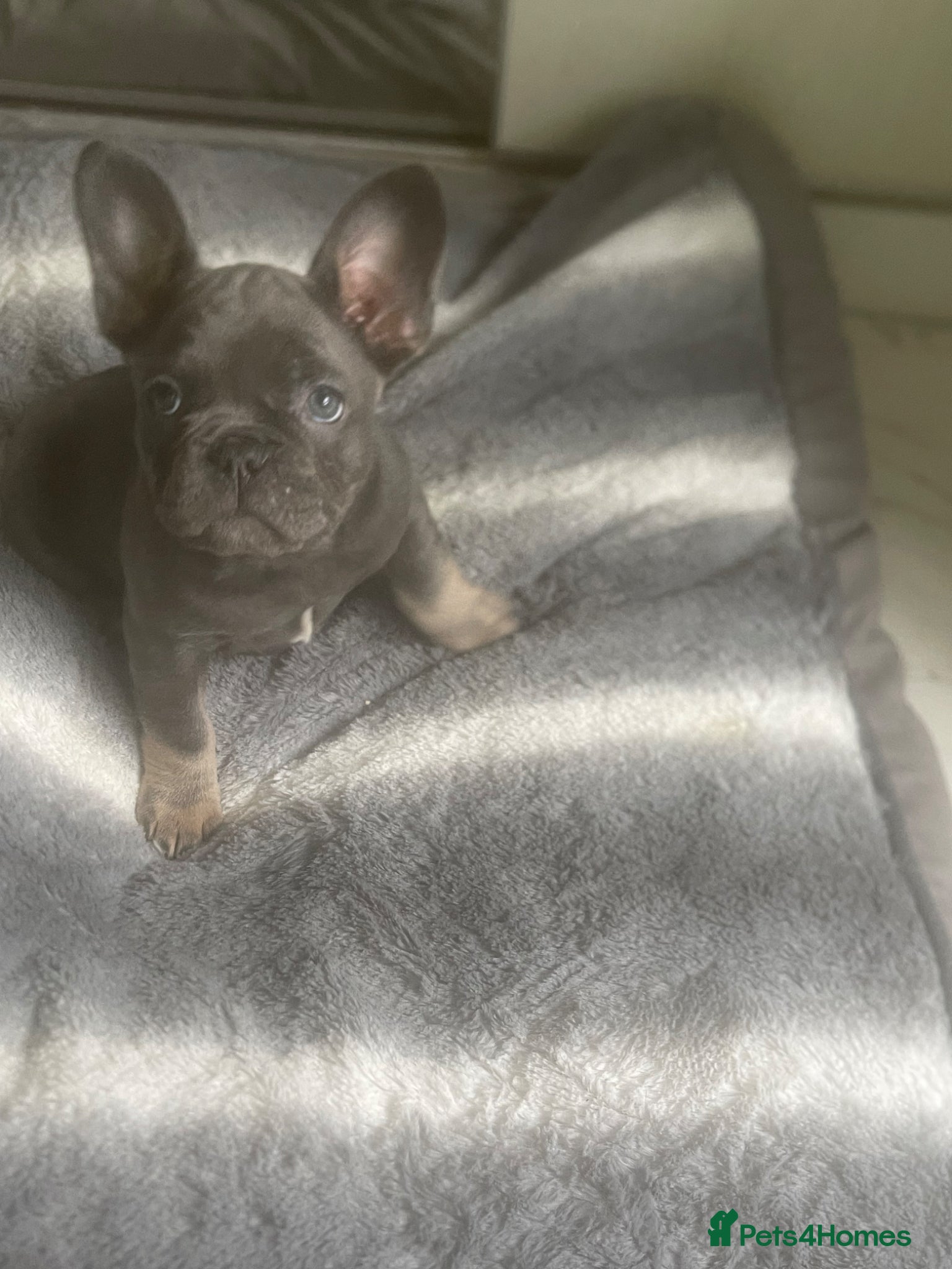 French Bulldog dogs french bulldog puppies - Advert 3