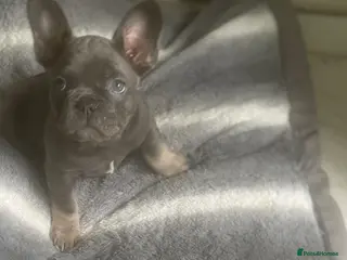 French Bulldog dogs french bulldog puppies - Advert 3