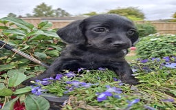 Mixed Breed dogs for sale: Daxiepoo puppies -miniature dachshund x toy poodle - Image 13