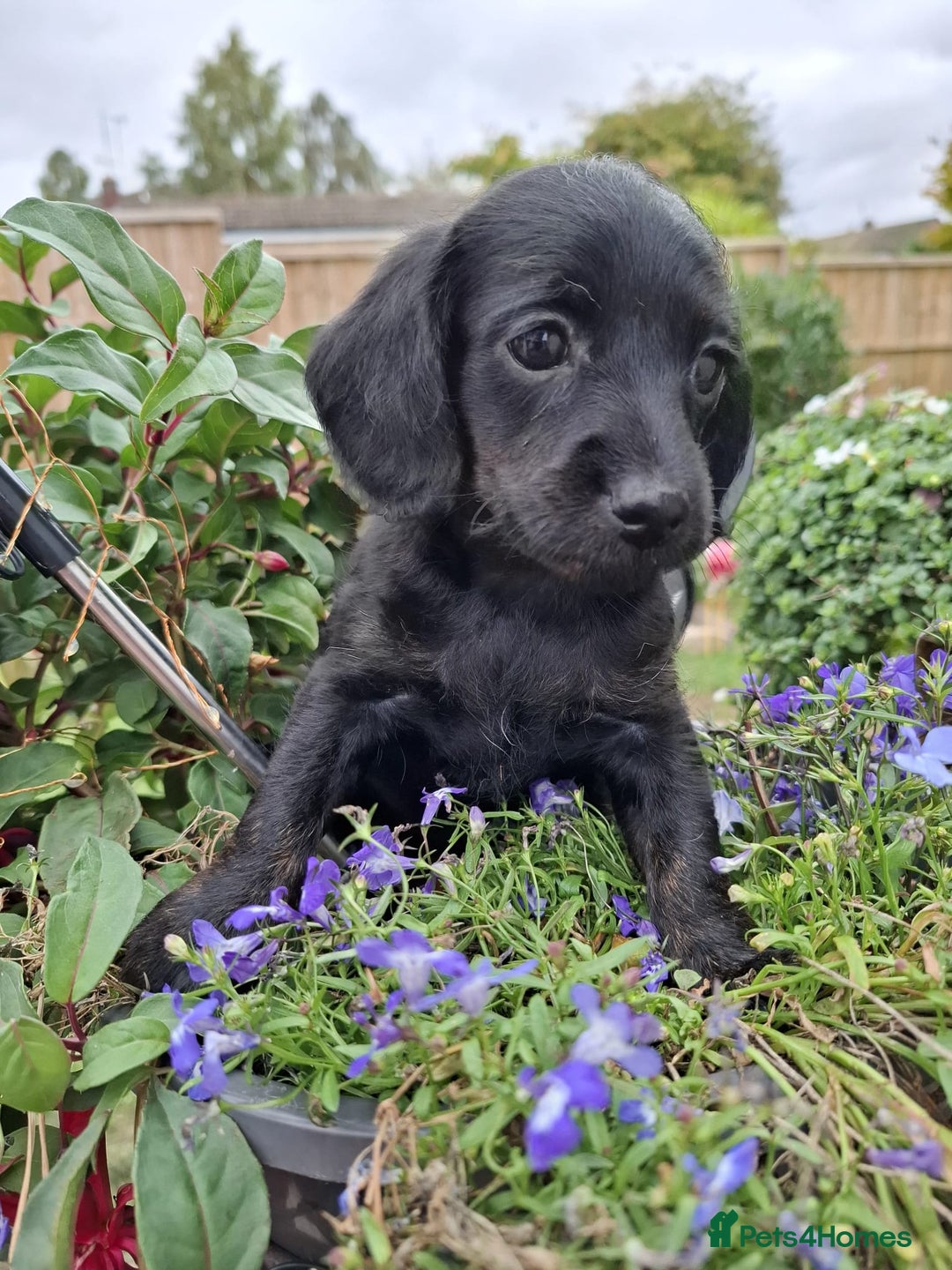 Mixed Breed dogs for sale: Daxiepoo puppies -miniature dachshund x toy poodle - Image 13