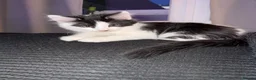 Mixed Breed cats for sale: Beautiful grey / black and white half Mainecoon  - Advert 2