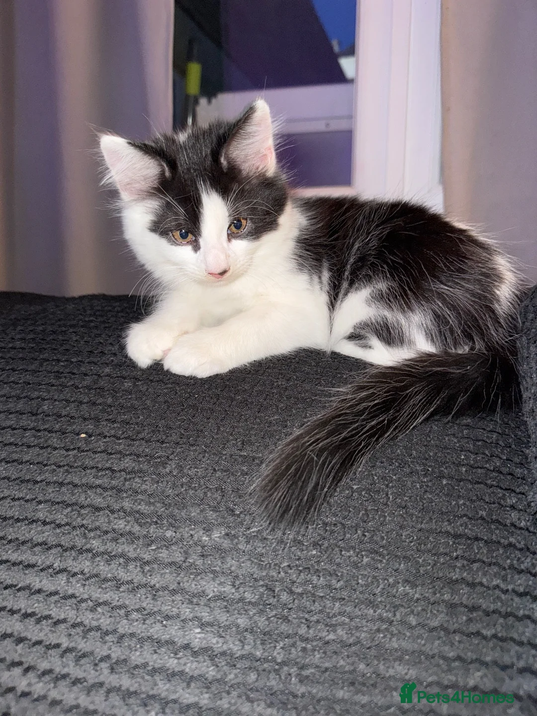 Mixed Breed cats for sale: Beautiful grey / black and white half Mainecoon  - Advert 2