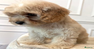 Cavapoo dogs - Advert 7
